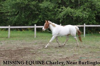MISSING EQUINE Charley, Near Burlington , WA, 00000